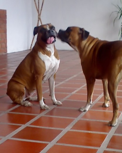 Somos Brenda y Tequila en el garaje de nuestra casa en la ciudad de Maracay Venezuela, somos las reinas de este hogar, nos cuidan y aman mucho nuestra dueña, saludos y muchos guau guau. Somos Brenda y Tequila en el garaje de nuestra casa en la ciudad de Maracay Venezuela, somos las reinas de este hogar, nos cuidan y aman mucho nuestra dueña, saludos y muchos guau guau.
